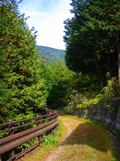 多摩ウォーキング_a0036808_15305531.jpg
