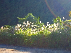多摩ウォーキング_a0036808_15551816.jpg