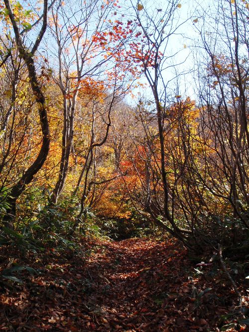 茂倉岳~谷川岳縦走1 晴天の茂倉尾根_c0177814_15203817.jpg