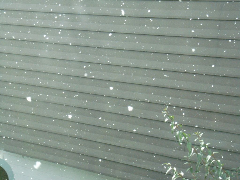 初雪_c0025115_911944.jpg