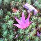 d0085018_12555165.jpg