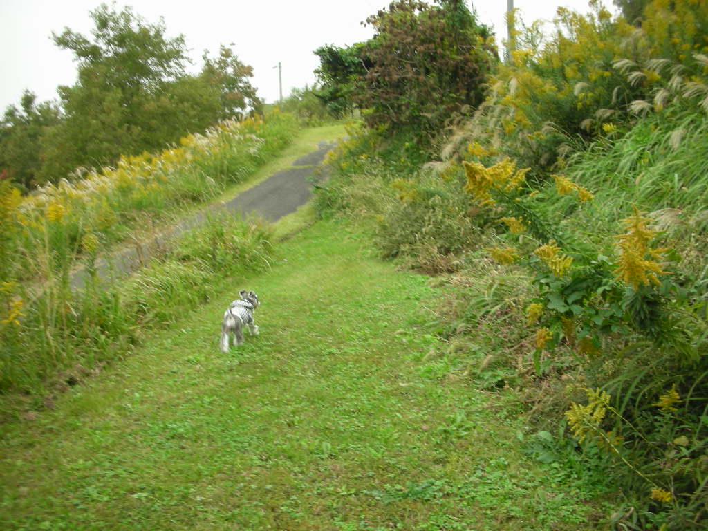 2008.11.4　　　　     　志賀島・コスモス広場♪_d0149722_17224280.jpg