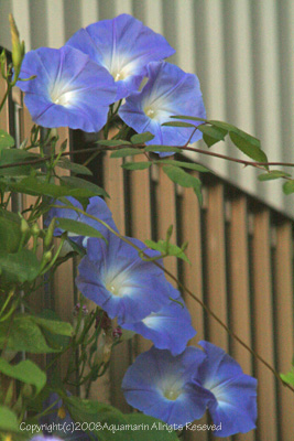 c0045227_9583783.jpg