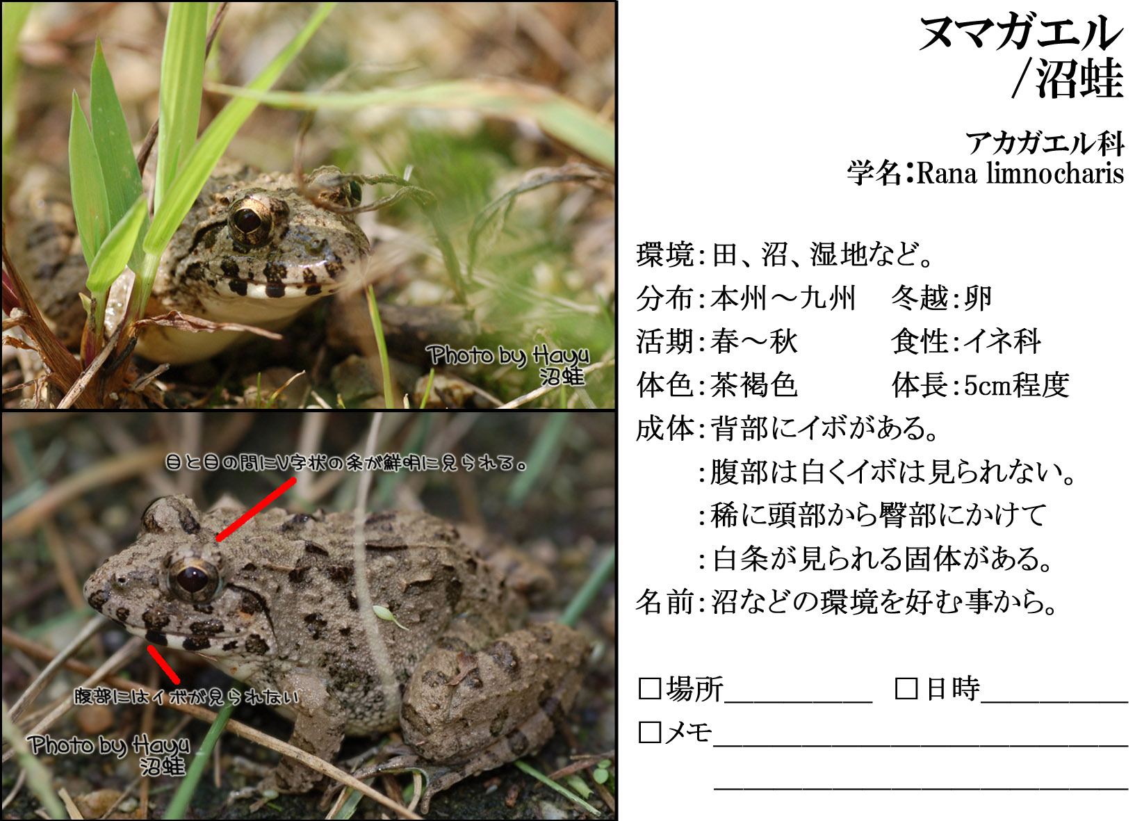 ヌマガエル にゃんぱち 地球生態園