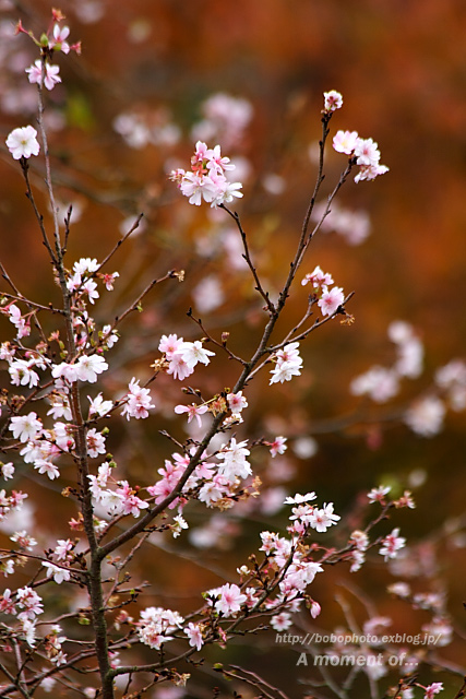 十月桜を見ながら・・・_d0143741_625263.jpg