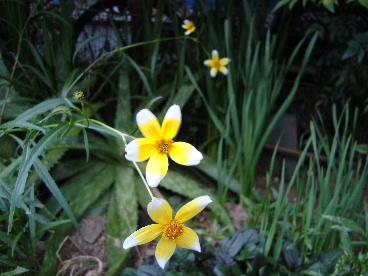 e0060041_6474376.jpg