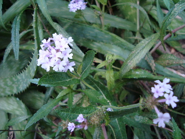 e0060041_6475668.jpg
