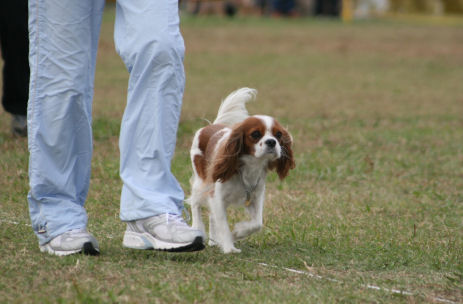 ２００８秋季訓練競技大会_b0143546_048360.jpg