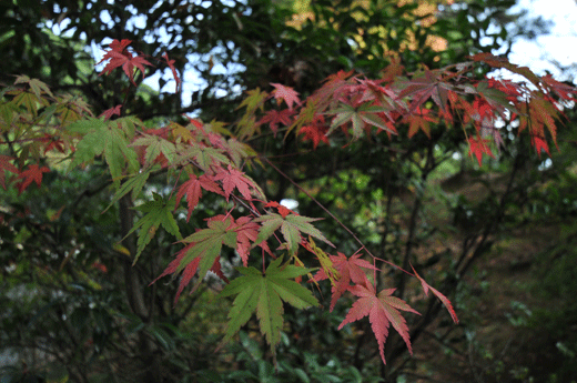 c0093046_735760.gif