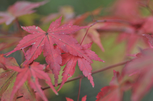 c0093046_742154.gif