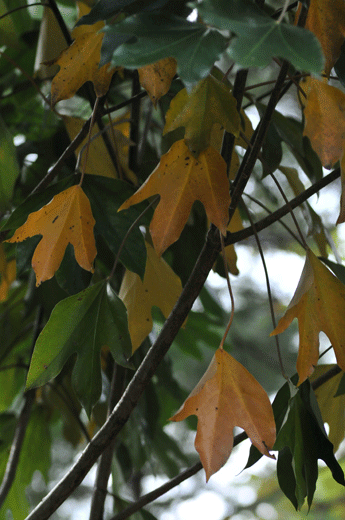 c0093046_744015.gif
