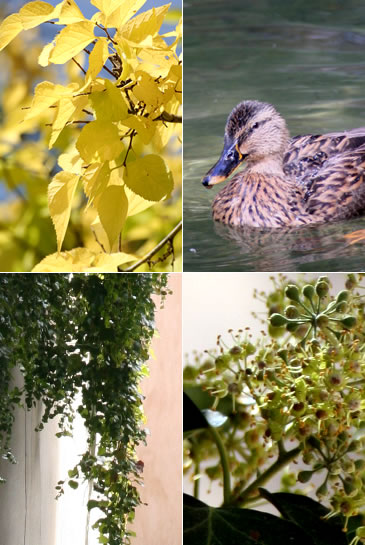 【フランス旅行記】 Rocher des Doms公園_d0124248_5405958.jpg