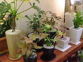 e0156650_1244937.jpg