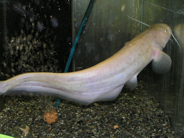 欧州の弁天ナマズ リミックス名東店熱帯魚 欧州の弁天ナマズ リミックス名東店熱帯魚