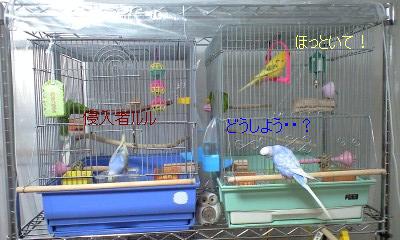ぽかぽかインコ部屋 小鳥と暮らす ぽかぽかインコ部屋 小鳥と暮らす