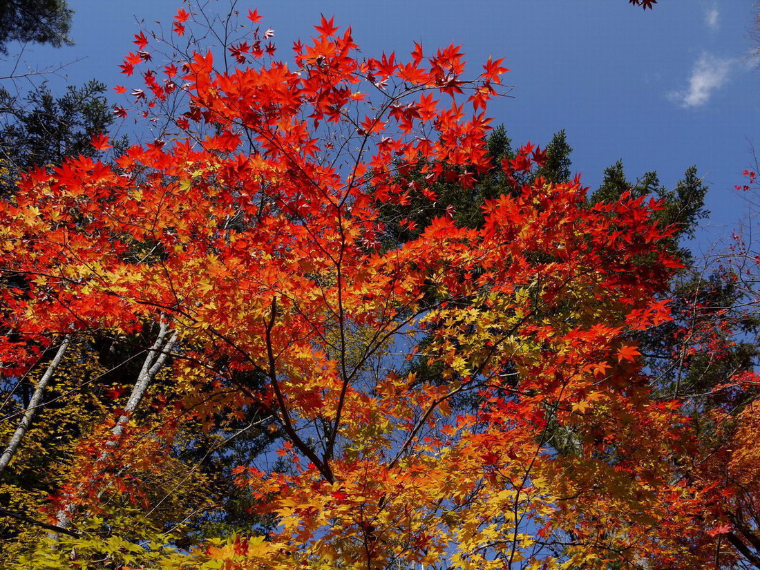 c0084268_752111.jpg