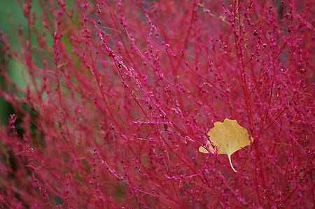 サンシュユの紅い実と、サラシナショウマ_f0030085_1659217.jpg