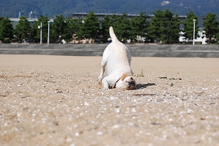 秋のいちにち～～海編～～_d0091700_23133616.jpg