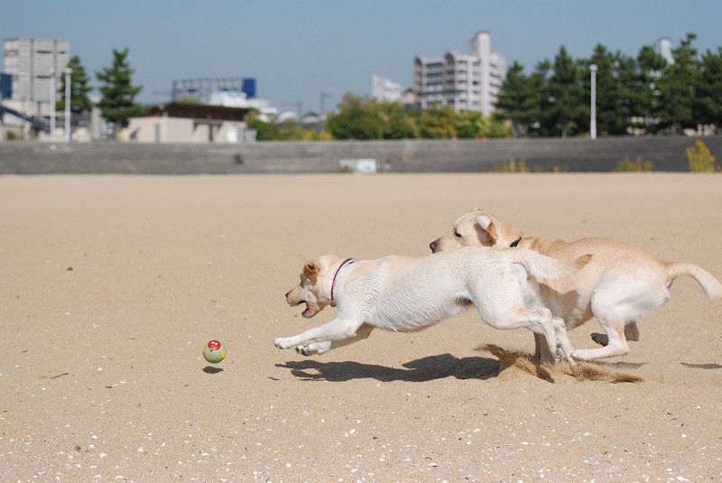 秋のいちにち～～海編～～_d0091700_23231161.jpg