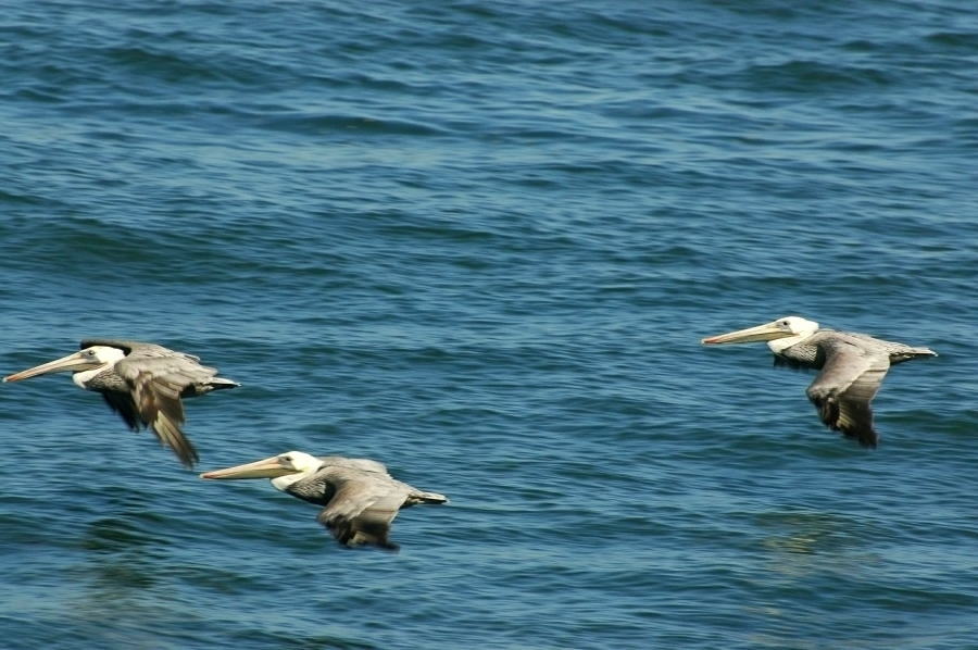 Brown Pelican_d0139709_5572457.jpg