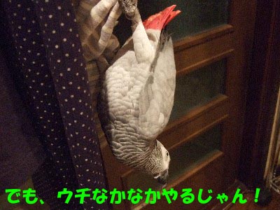 ヨウムは飛ぶべき？_c0133013_10505650.jpg