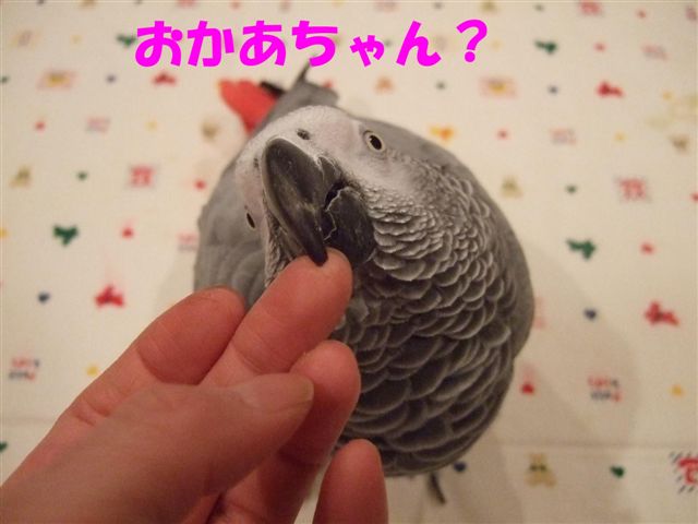 ヨウムは飛ぶべき？_c0133013_14273788.jpg