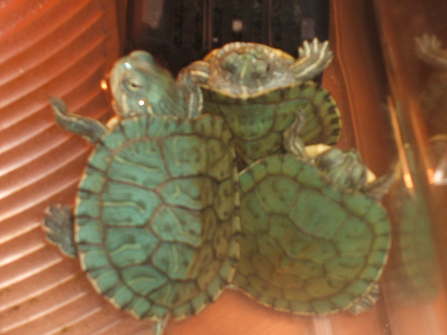 f0054720_1645388.jpg