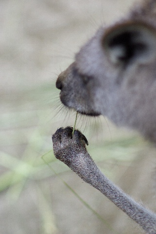 動物の目_c0101927_2131684.jpg