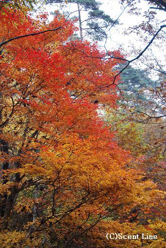秋の旅 in 軽井沢_c0099133_041227.jpg