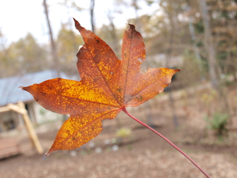 紅葉の軽井沢その11_d0142935_1634318.jpg