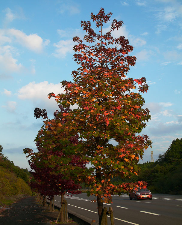 街路樹の紅葉（伊万里市松浦バイパスにて）_c0014538_15213154.jpg