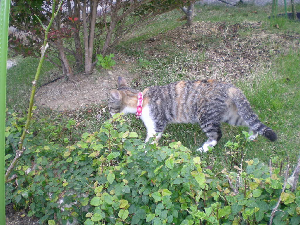 2008年11月5日(水)心ちゃんのお庭デビュー!_f0060461_14173251.jpg