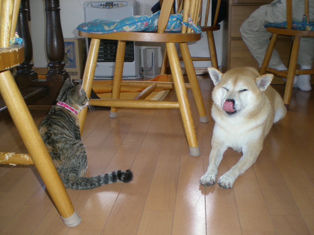 2008年11月5日(水)心ちゃんのお庭デビュー!_f0060461_1439592.jpg