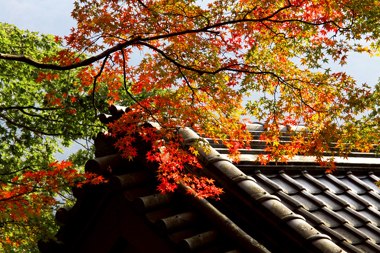 仙石原　長安寺（１１月４日）_c0057265_20333391.jpg