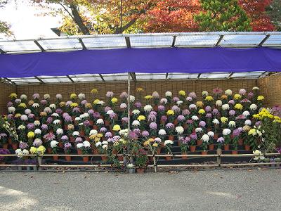 弘前城菊と紅葉まつり開催中です!_d0131668_1445738.jpg