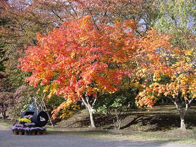弘前城菊と紅葉まつり開催中です!_d0131668_149474.jpg