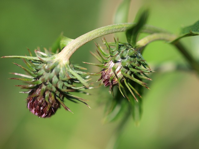 b0135573_18132586.jpg