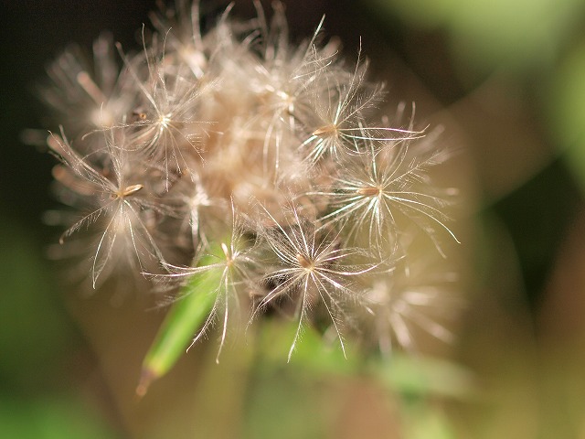 b0135573_18135718.jpg