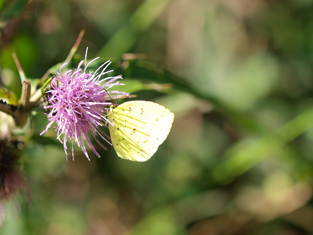 b0135573_18141746.jpg