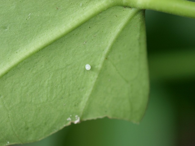 b0135573_18152534.jpg