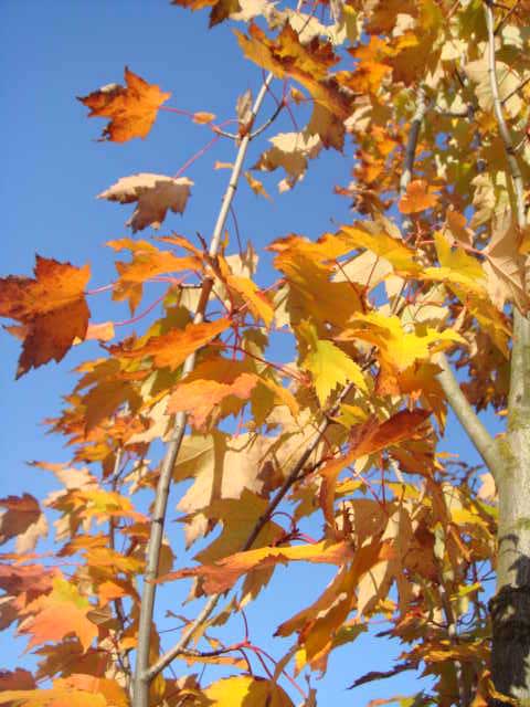c0103793_188477.jpg