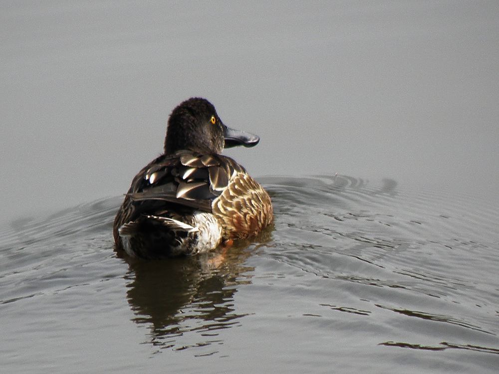 夏羽根のハシビロガモ？？_b0024798_4472396.jpg