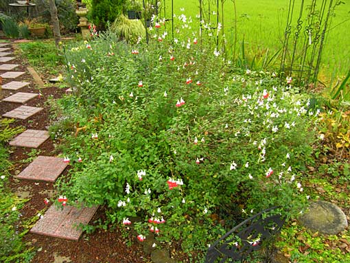 c0105306_20565555.jpg