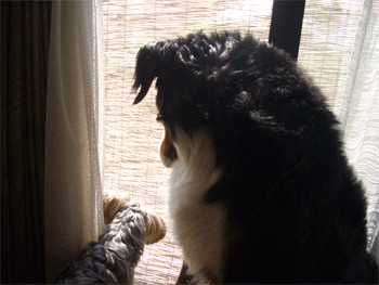 c0143711_1901199.gif