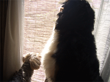 c0143711_1902039.gif