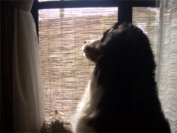 c0143711_190289.gif