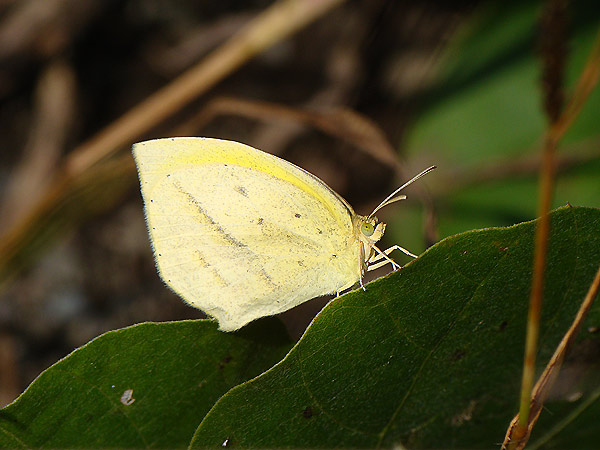 黄色いのはちょうちょ 一寸の虫にも五分の魂 黄色いのはちょうちょ 一寸の虫にも五分の魂