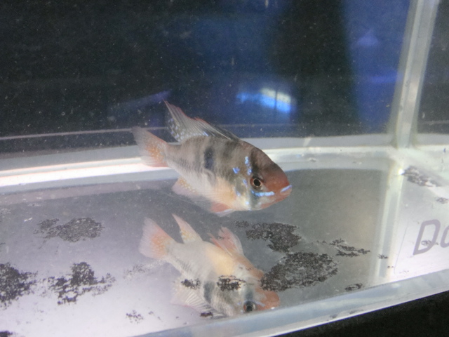 熱帯魚・金魚・水草_f0189122_1342644.jpg