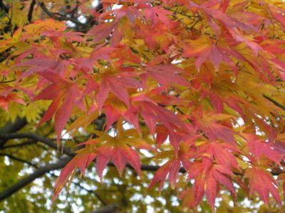 b0147224_17271068.jpg