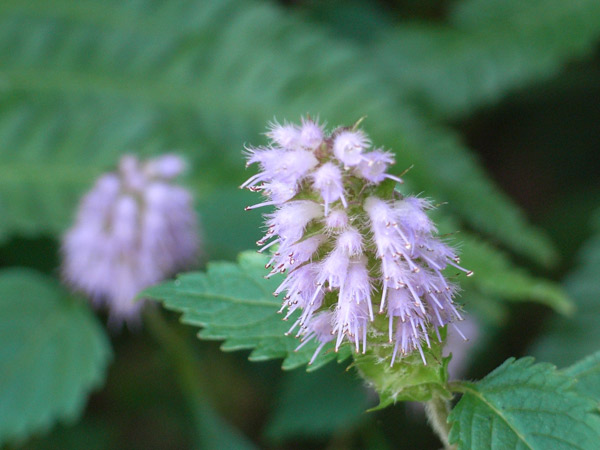 c0047341_9484275.jpg
